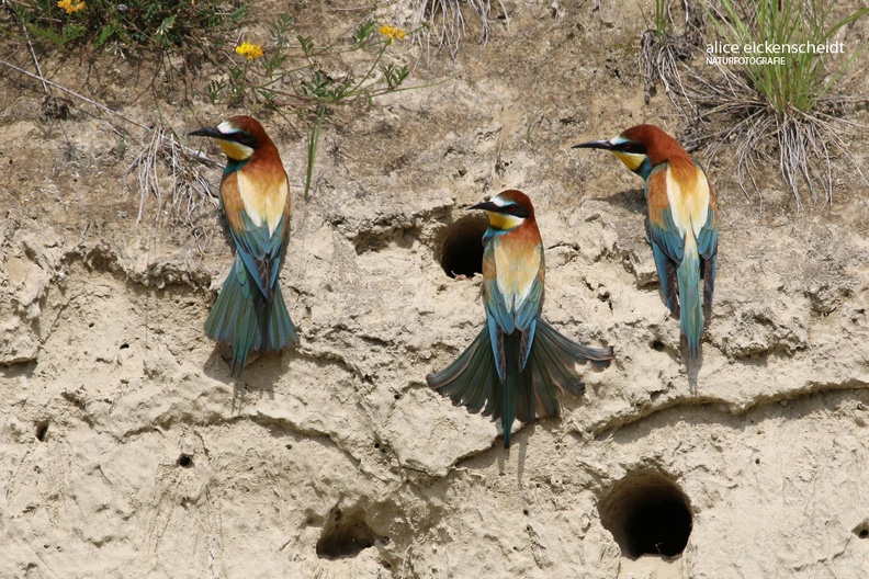 Bienenfresser _Merops apiaster_ 2.jpg